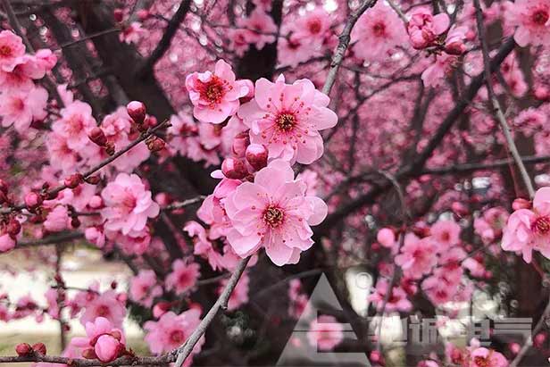 女神节 三月伊人最美，驰诚女神最靓！